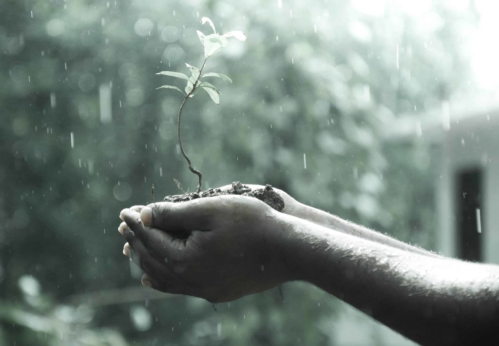 second banner - hands holding a plant